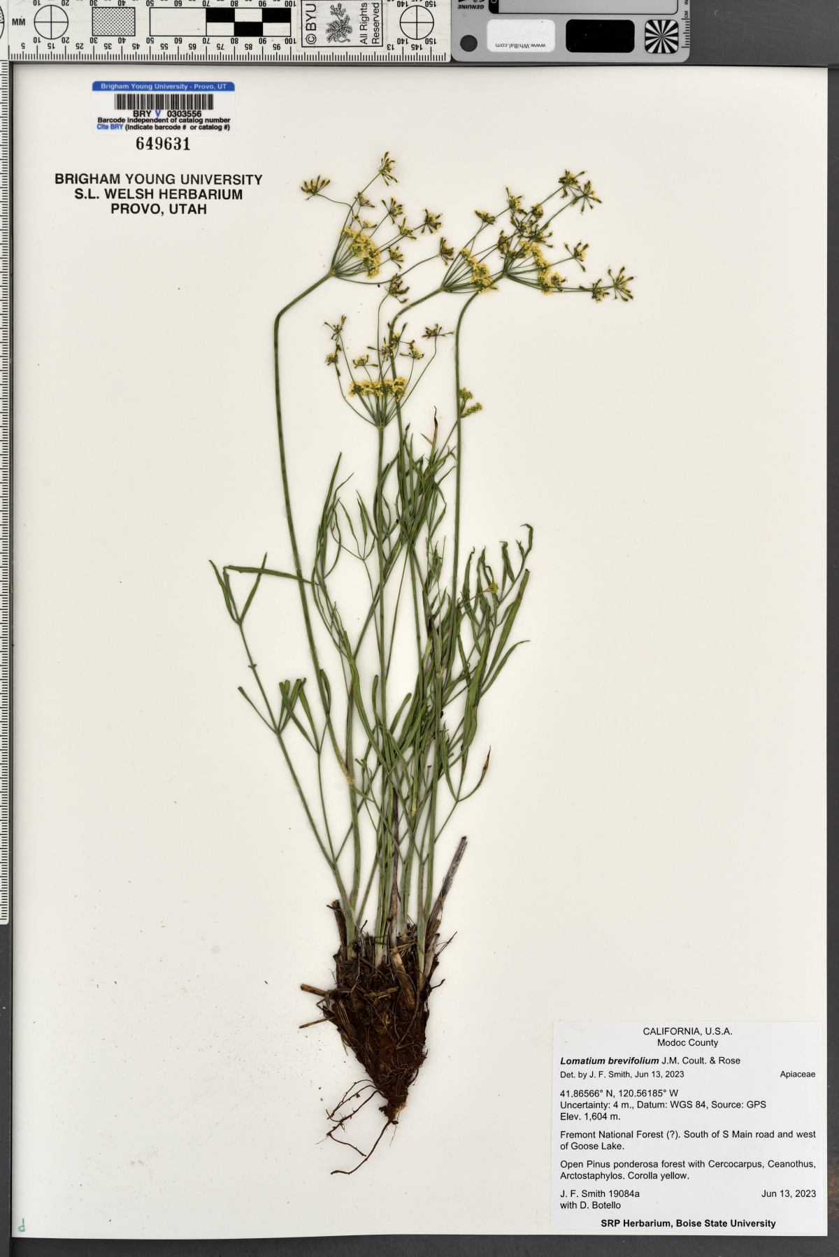 Lomatium brevifolium image