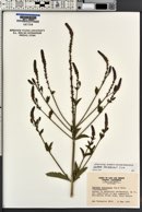 Verbena lasiostachys image