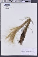 Elymus elymoides subsp. brevifolius image