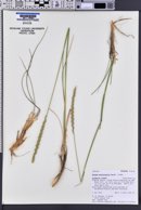 Elymus multicaulis image