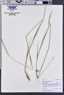 Elymus macounii image