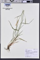 Elymus macounii image