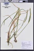 Elymus macounii image