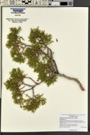 Juniperus osteosperma image