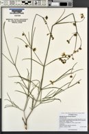 Mirabilis linearis image