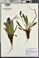 Primula parryi image