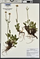 Valeriana acutiloba image