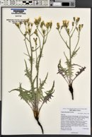 Crepis intermedia image