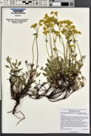 Eriogonum umbellatum var. nevadense image