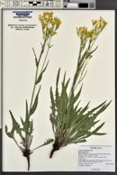 Crepis acuminata image