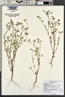 Cryptantha gracilis image