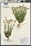 Erigeron concinnus image