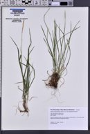 Elymus x pseudorepens image