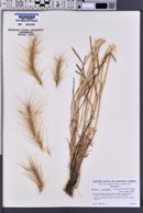 Elymus multisetus image