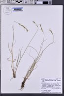 Elymus albicans image