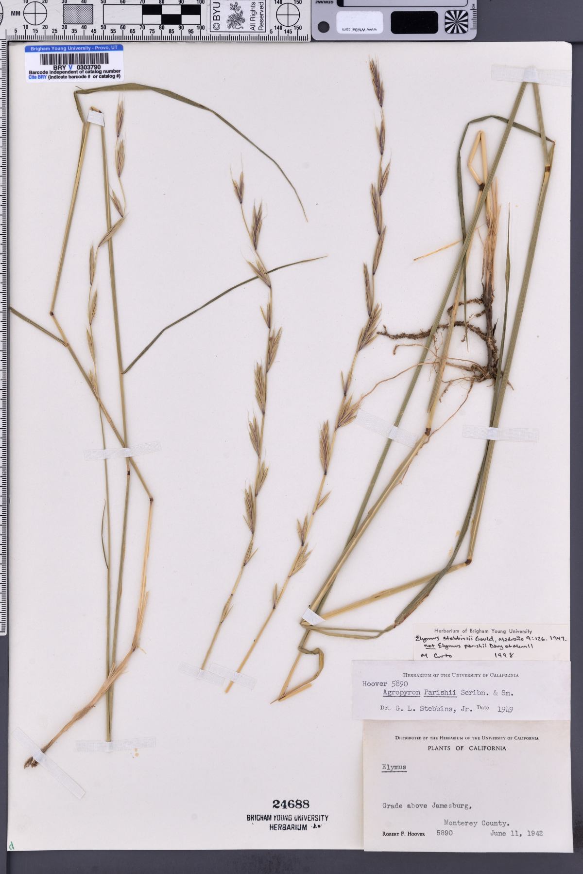 Elymus stebbinsii image