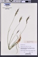 Elymus sierrae image