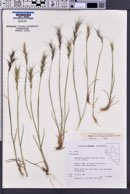 Elymus sierrae image