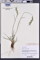 Elymus sierrae image