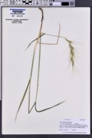 Elymus elymoides subsp. brevifolius image