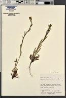 Amsinckia menziesii image