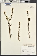 Amsinckia menziesii image