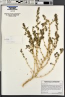 Amaranthus albus image