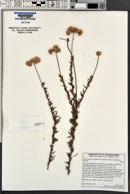 Eriogonum fasciculatum image