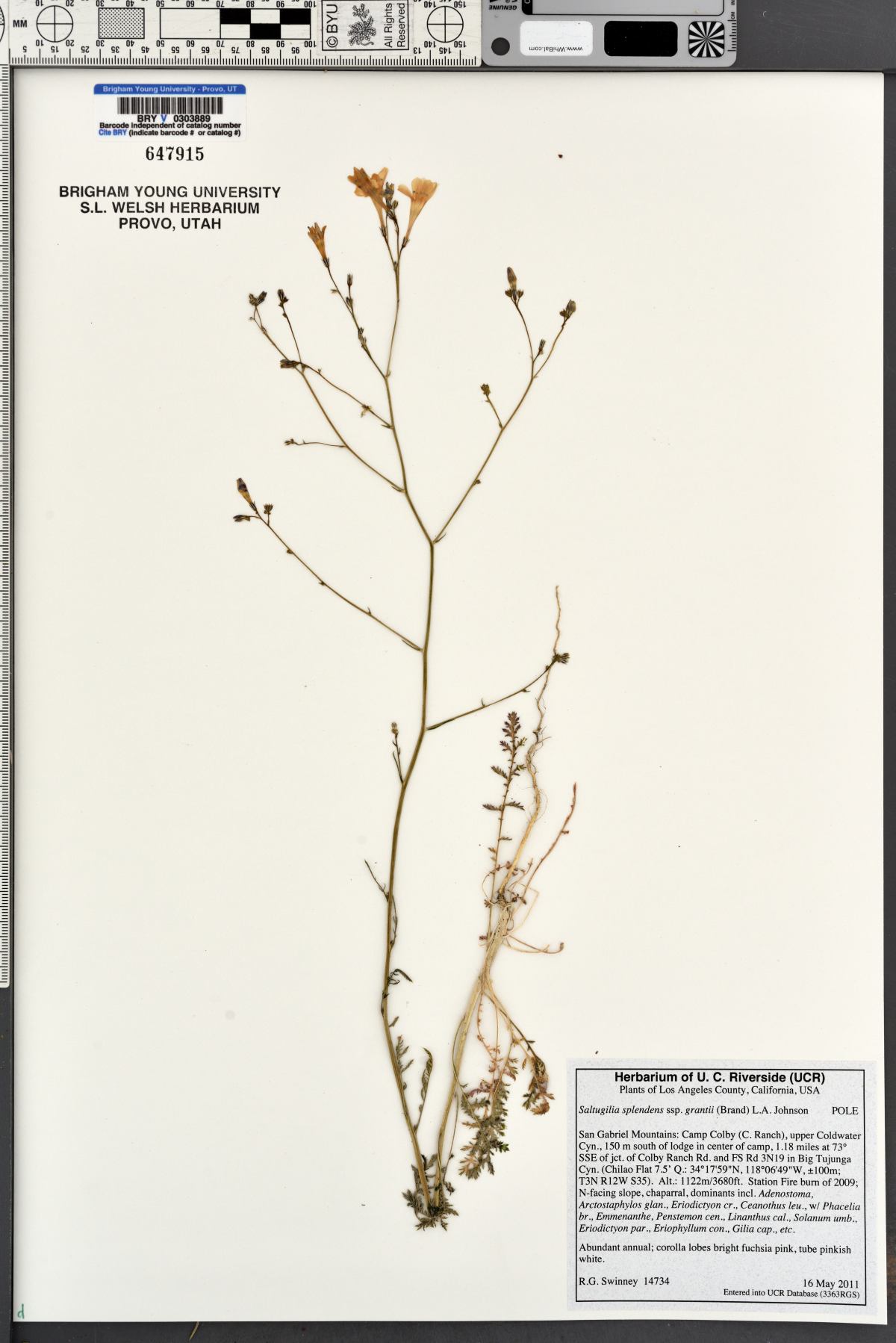 Saltugilia splendens subsp. grantii image