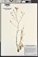 Saltugilia splendens subsp. grantii image