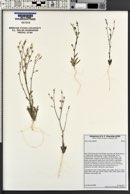 Gilia sinuata image