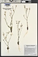 Gilia sinuata image