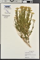 Lorandersonia linifolia image