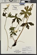 Geranium richardsonii image