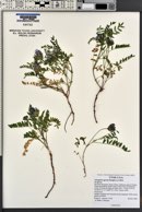 Astragalus agrestis image