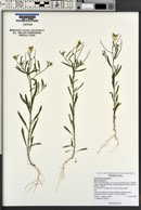 Erysimum repandum image