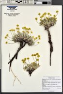 Eriogonum brevicaule var. desertorum image