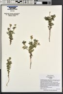 Lupinus kingii image