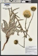 Cirsium neomexicanum image