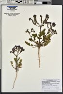 Phacelia crenulata image