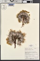 Eriogonum shockleyi image