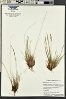 Muhlenbergia filiculmis image