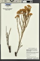 Ericameria nauseosa var. graveolens image