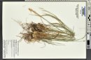 Muhlenbergia montana image