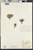 Eriogonum shockleyi image