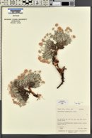 Eriogonum shockleyi image