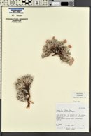 Eriogonum shockleyi image