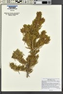 Abies concolor image