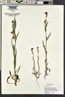 Amsinckia menziesii image