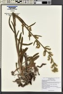 Oreocarya setosissima image